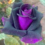 Purple rose, nobility of spirit